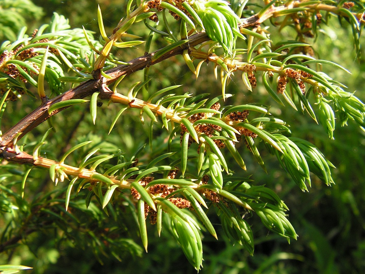 Изображение особи Juniperus sibirica.