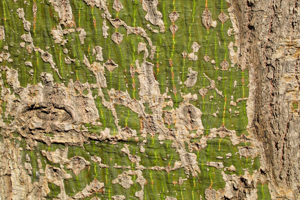 Изображение особи Brachychiton discolor.