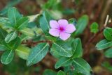 Catharanthus roseus. Цветок. Египет, Синай, Шарм-эль-Шейх, в культуре. 19.02.2009.