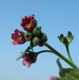 Cynoglossum officinale. Верхушка соцветия. Украина, Донецкая обл., Артёмовский р-н, окр. с. Дроновка. 10.05.2012.