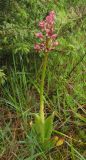 Orchis purpurea. Цветущее растение (у цветков отсутствует губа). Испания, Страна Басков, провинция Алаба, Гарайо, берег водохранилища. Середина мая 2012 г.