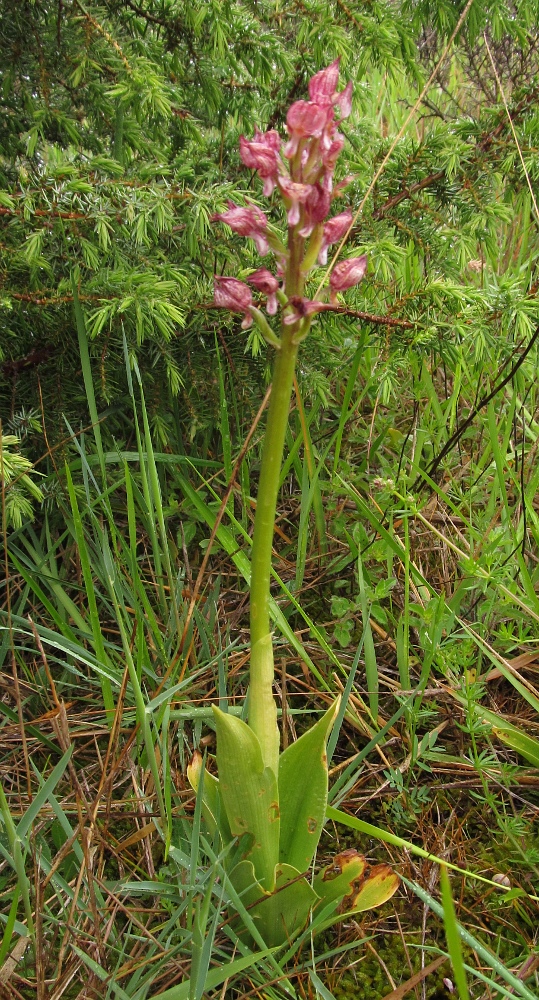 Image of Orchis purpurea specimen.