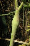 Physocaulis nodosus. Часть стебля с характерным вздутием. Крым, южный берег, Мисхор. 2 июня 2012 г.