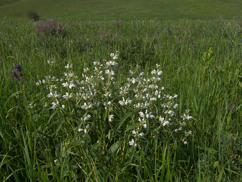 Изображение особи Phlomis pungens.