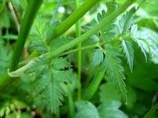 Image of Aegopodium alpestre specimen.