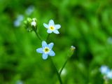 Myosotis cespitosa. Цветки и бутоны. Республика Саха (Якутия), Томпонский р-н, с. Кескил. 03.07.2012.