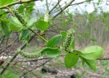 Salix myrsinifolia