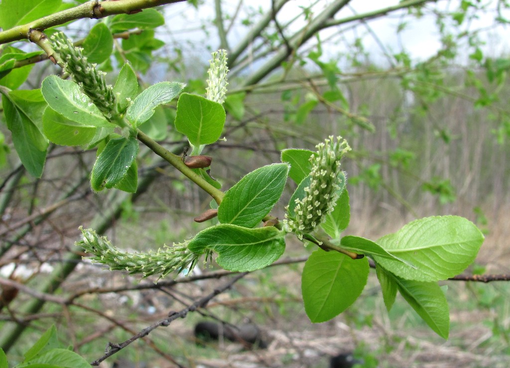 Изображение особи Salix myrsinifolia.