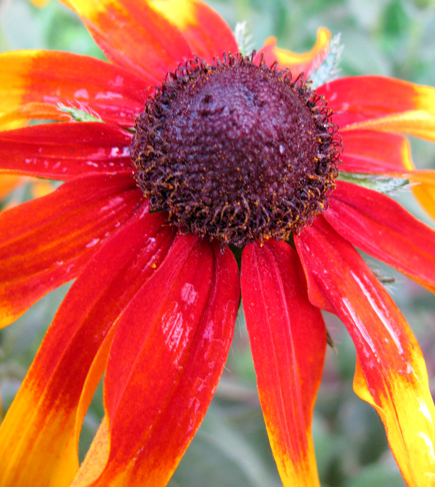 Image of Rudbeckia hirta specimen.