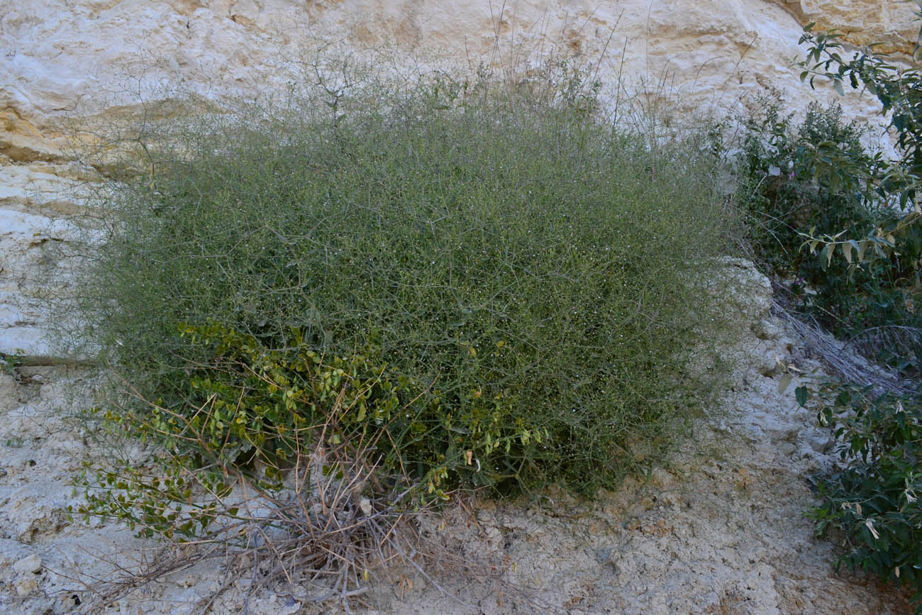 Image of Gypsophila perfoliata specimen.
