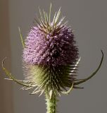 Dipsacus fullonum