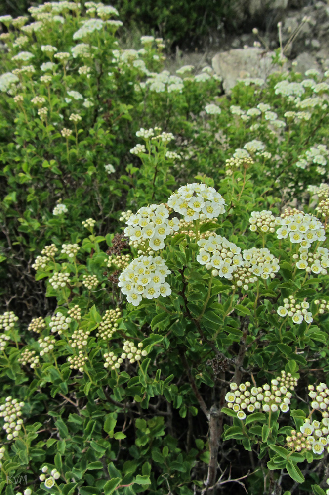 Image of Spiraea trilobata specimen.