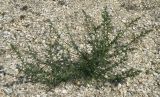 Salsola tragus