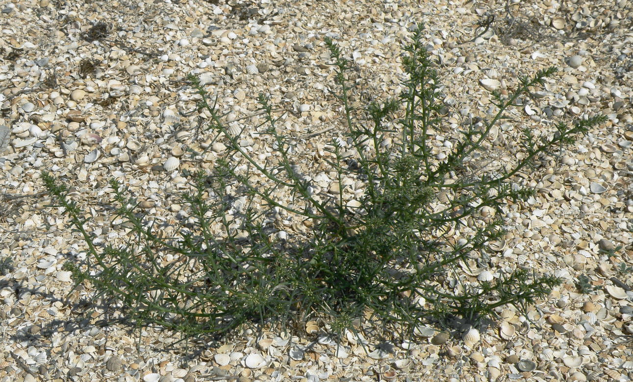 Изображение особи Salsola tragus.