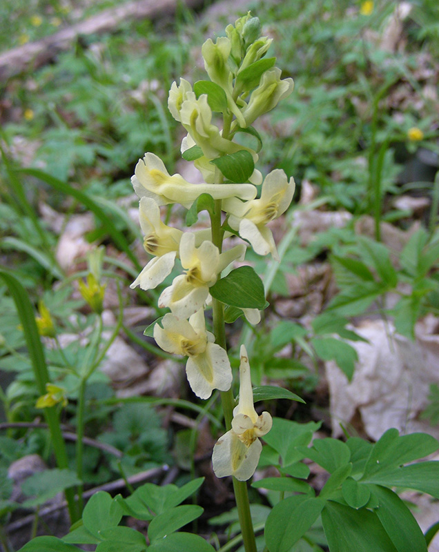 Image of Corydalis marschalliana specimen.