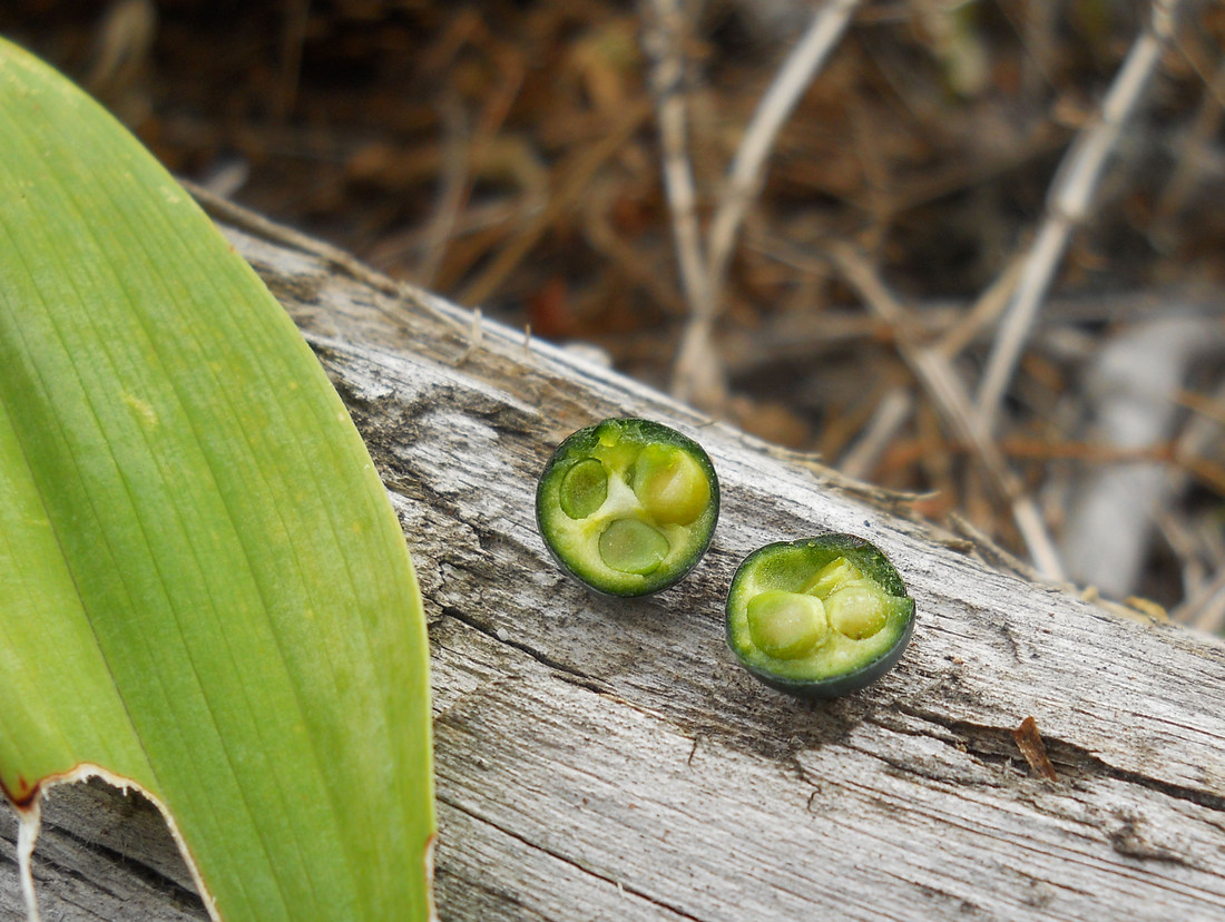 Image of Polygonatum hirtum specimen.