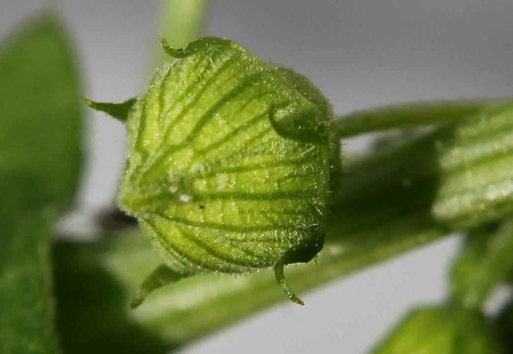 Изображение особи Bryonia dioica.