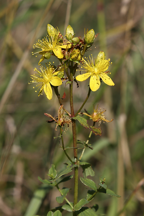 Image of genus Hypericum specimen.