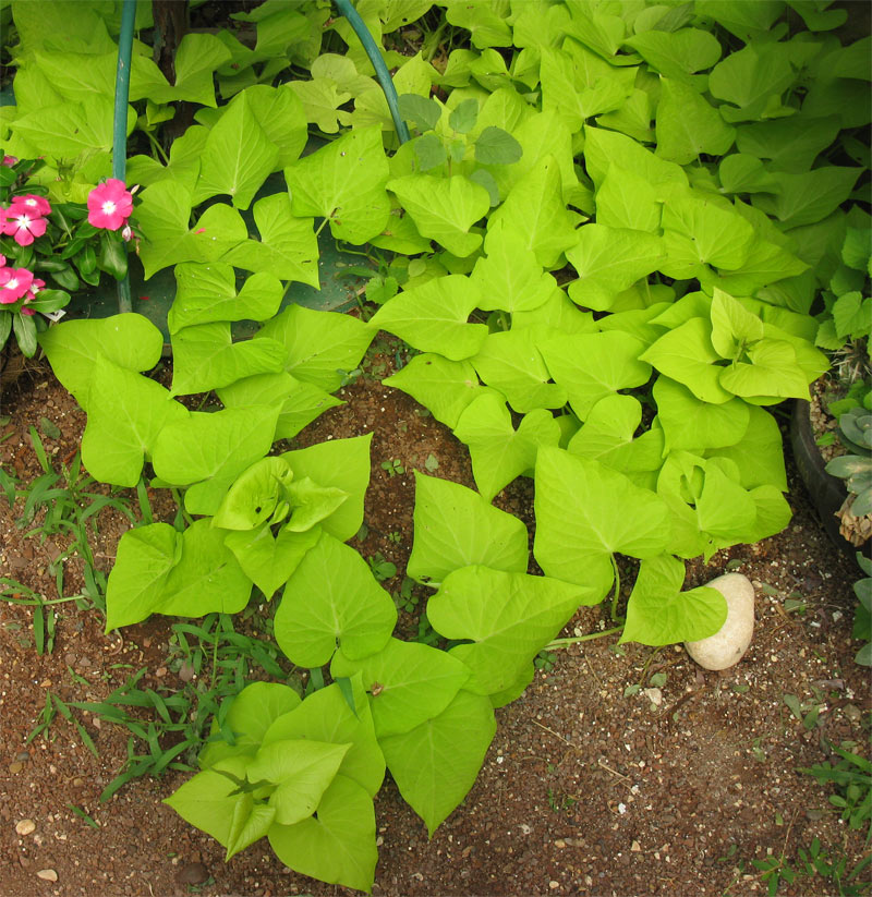 Изображение особи Ipomoea batatas.