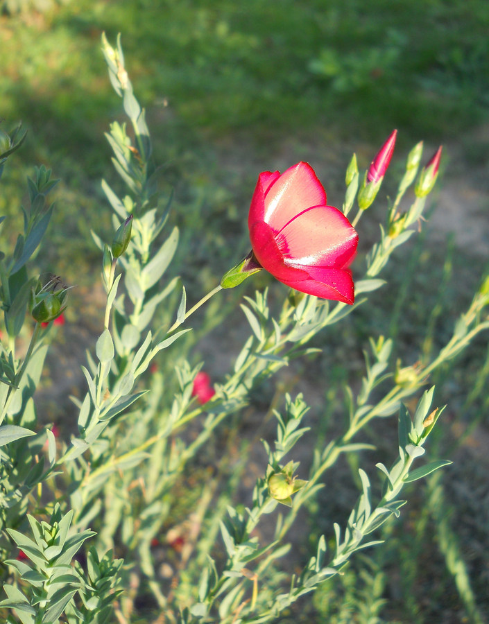 Image of Linum grandiflorum specimen.