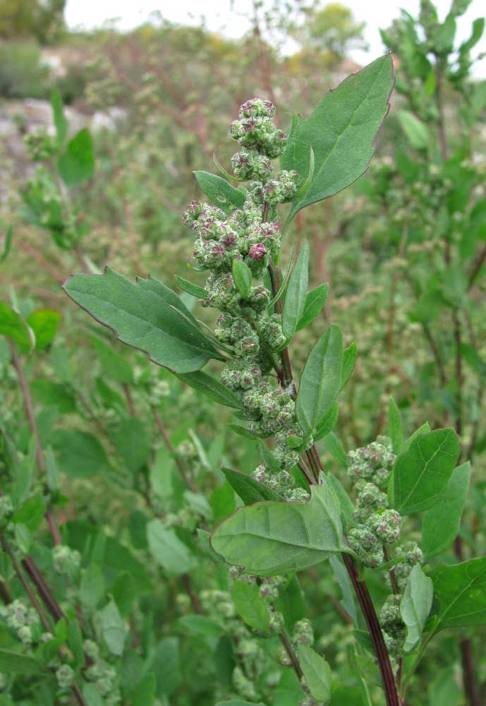 Image of Chenopodium × striatialbum specimen.