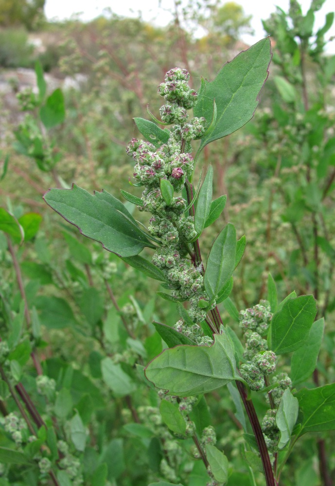 Image of Chenopodium &times; striatialbum specimen.