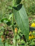 Inula britannica. Лист. Москва. 14.07.2012.