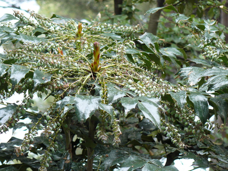 Image of Mahonia bealei specimen.