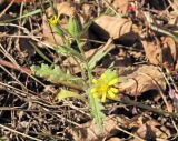 Senecio viscosus