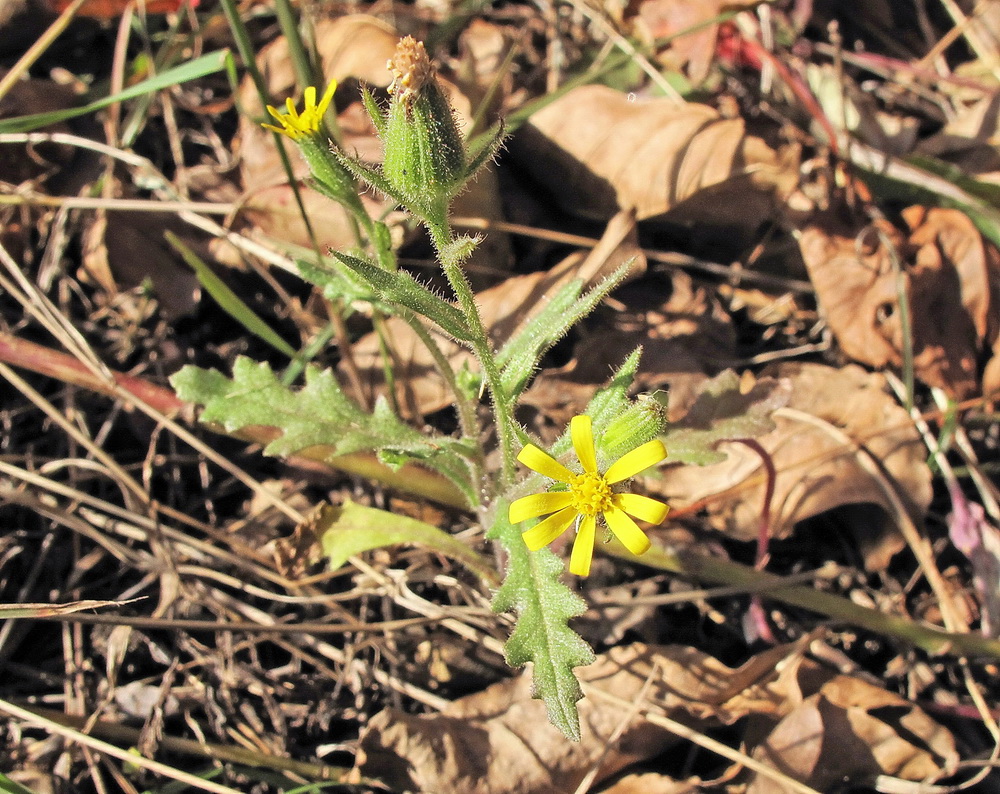 Image of Senecio viscosus specimen.