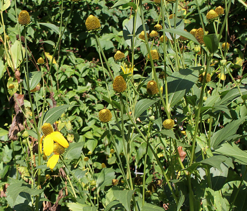 Image of Rudbeckia laciniata specimen.