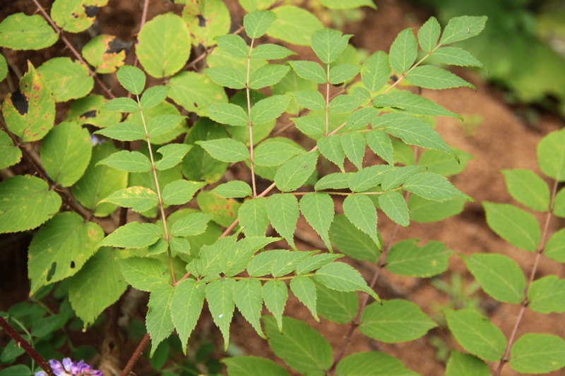 Image of Aralia elata specimen.