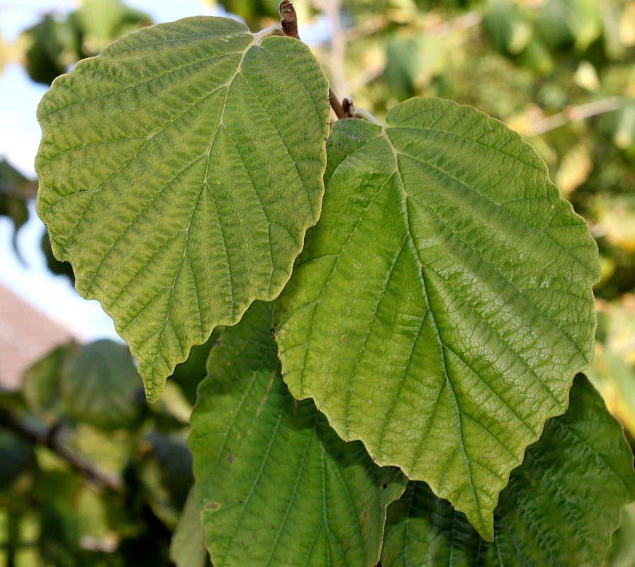 Изображение особи Hamamelis virginiana.