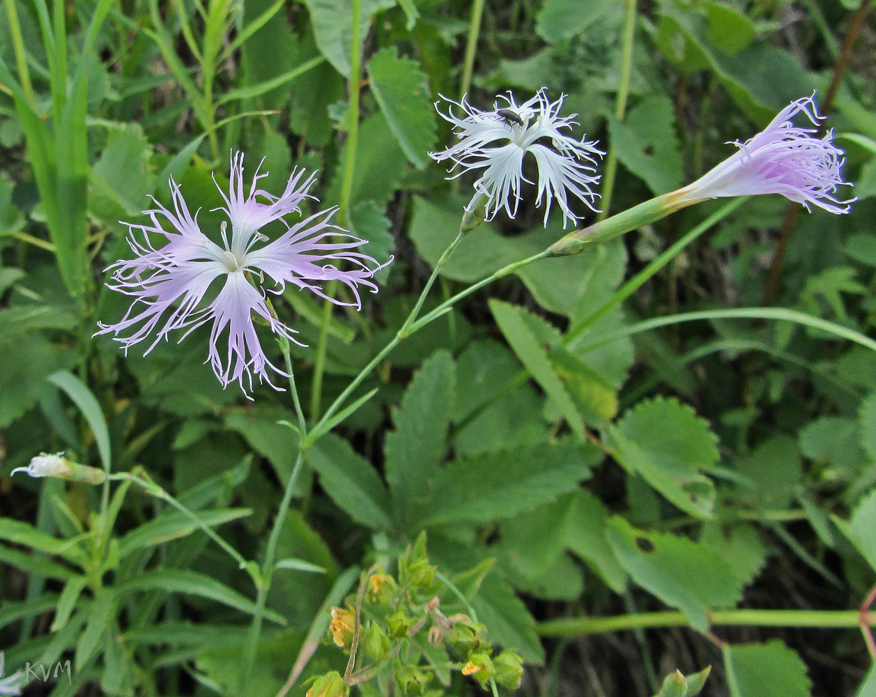 Изображение особи Dianthus superbus.