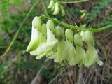 Astragalus propinquus. Соцветие. Иркутская обл., окр. г. Бодайбо, крутой берег р. Бисяга. 08.07.2012.