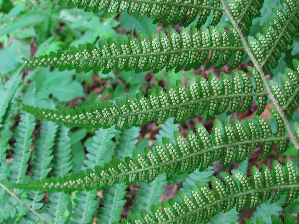 Image of Dryopteris filix-mas specimen.