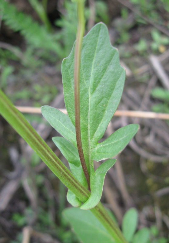 Image of Barbarea arcuata specimen.
