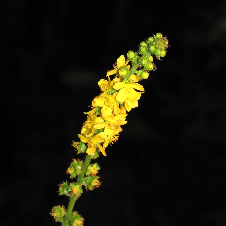 Image of Agrimonia eupatoria specimen.