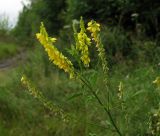 Melilotus officinalis