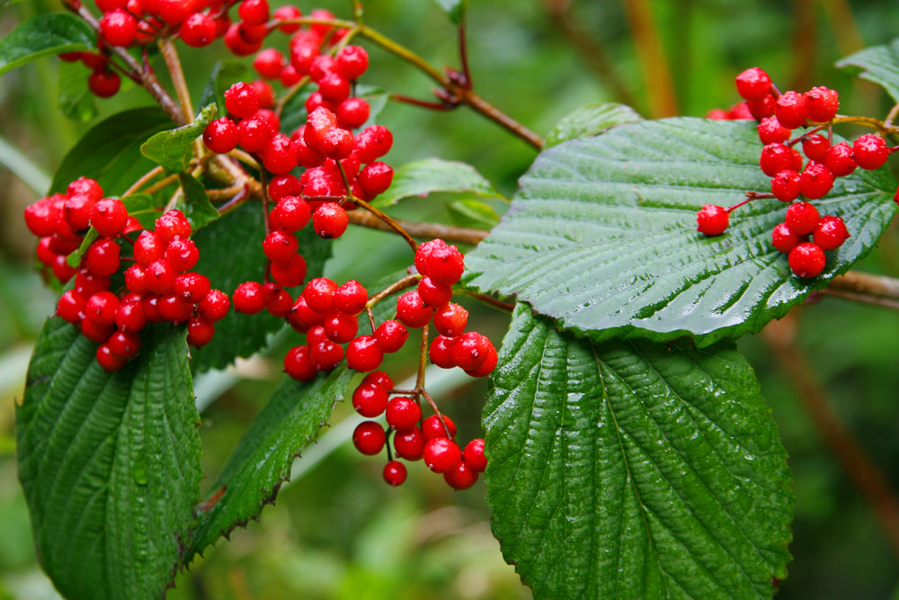 Image of Viburnum wrightii specimen.