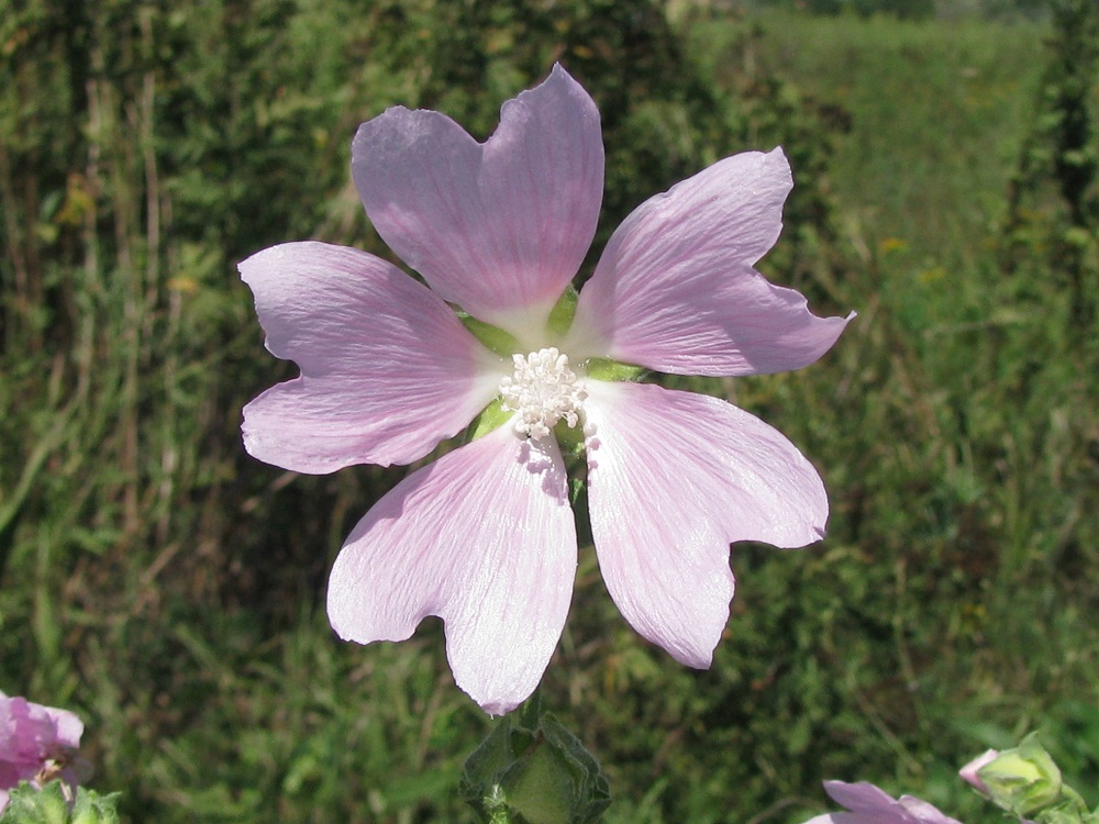 Image of Malva thuringiaca specimen.