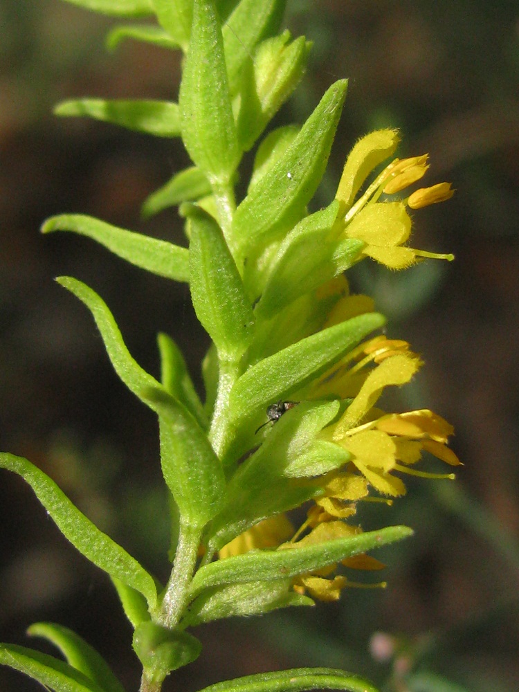 Изображение особи Orthanthella lutea.