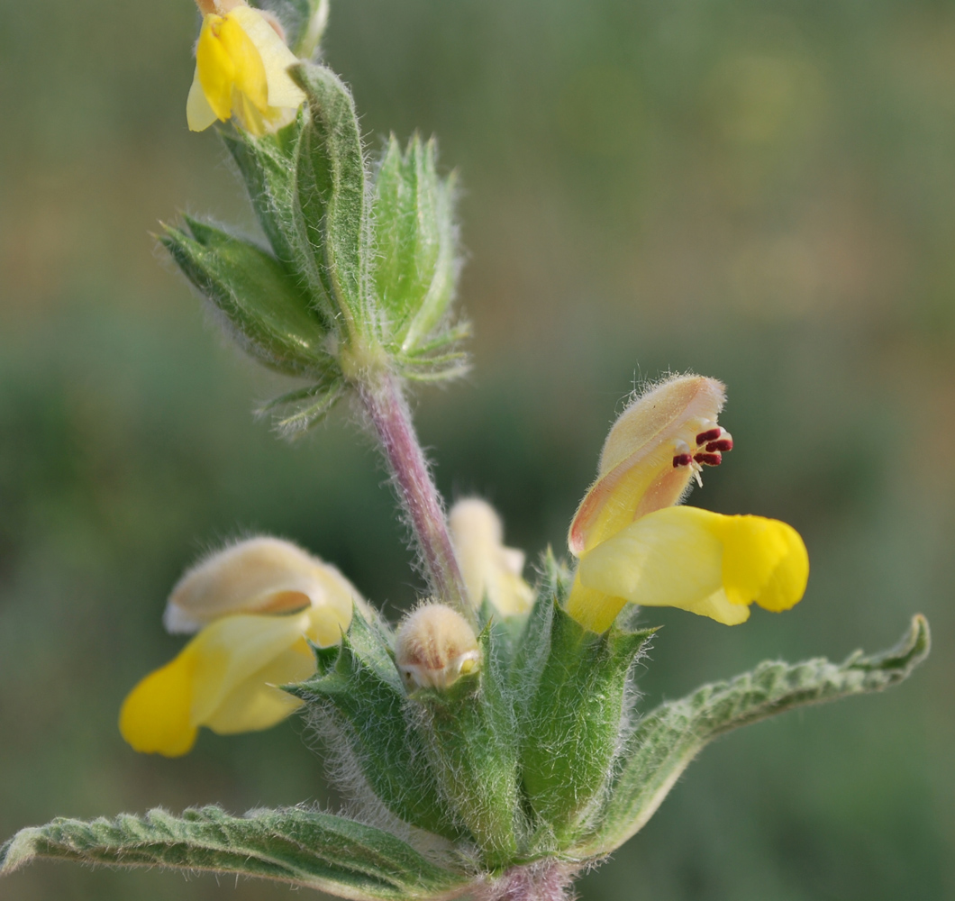 Изображение особи Phlomoides labiosa.