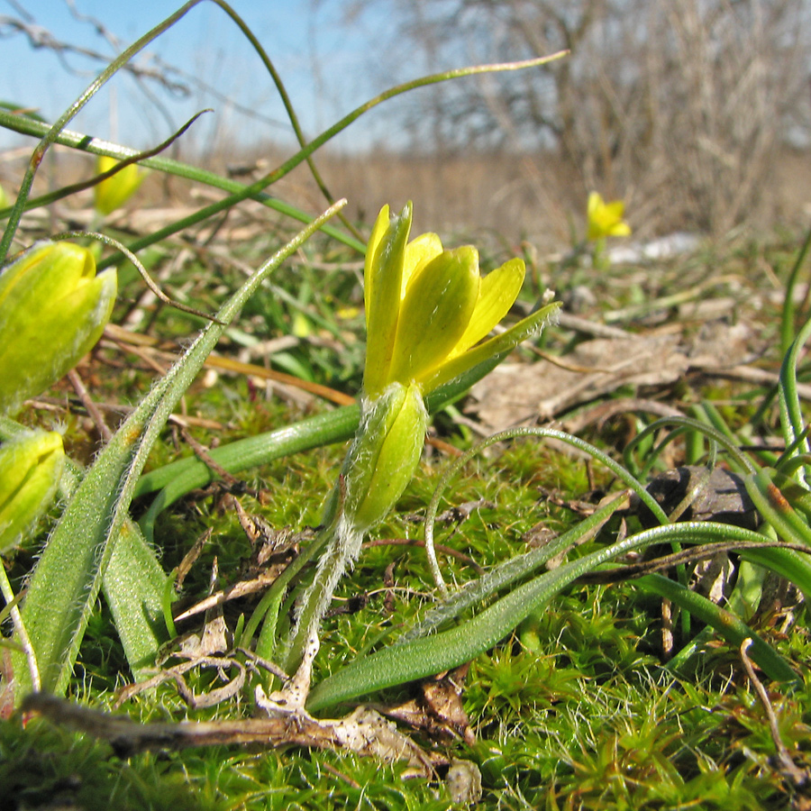 Image of Gagea dubia specimen.