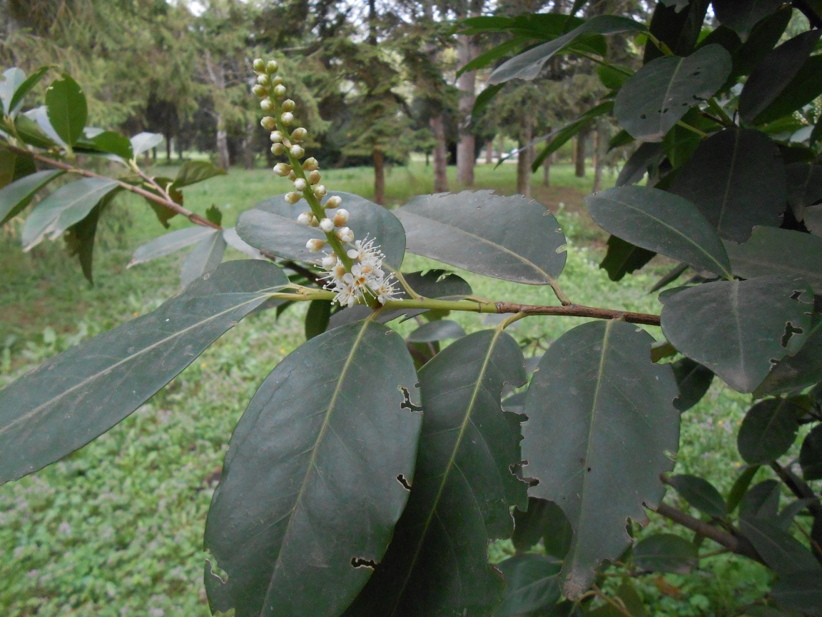 Image of Lauro-cerasus officinalis specimen.