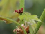 Quercus rubra. Женское соцветие. Белгородская обл., \"Лес на Ворскле\", дендрарий. 03.05.2009.