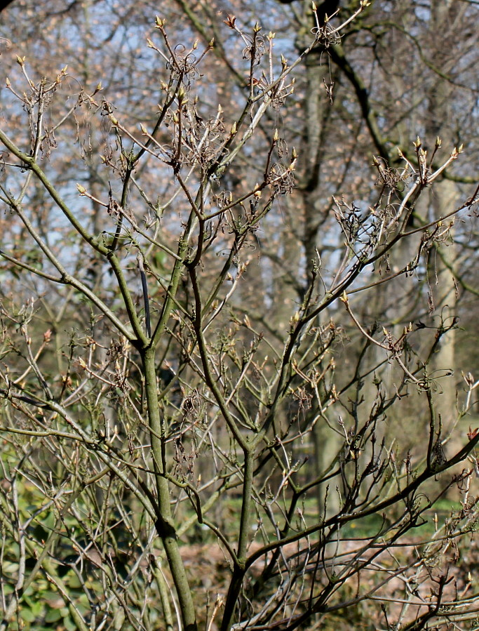 Image of Rhododendron luteum specimen.