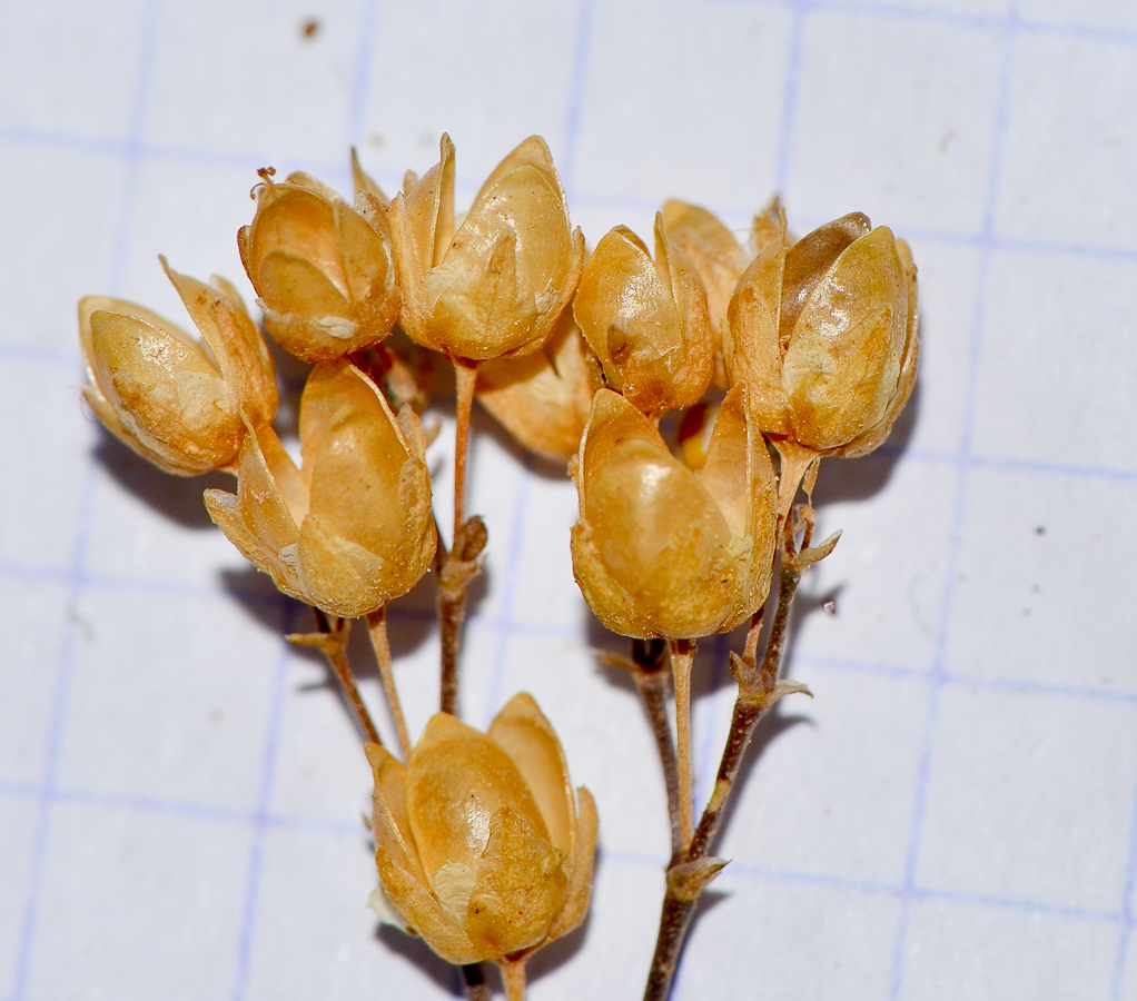 Изображение особи Spergula fallax.