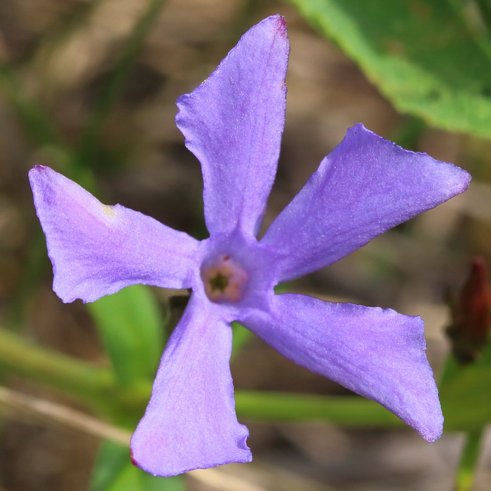 Изображение особи Vinca herbacea.