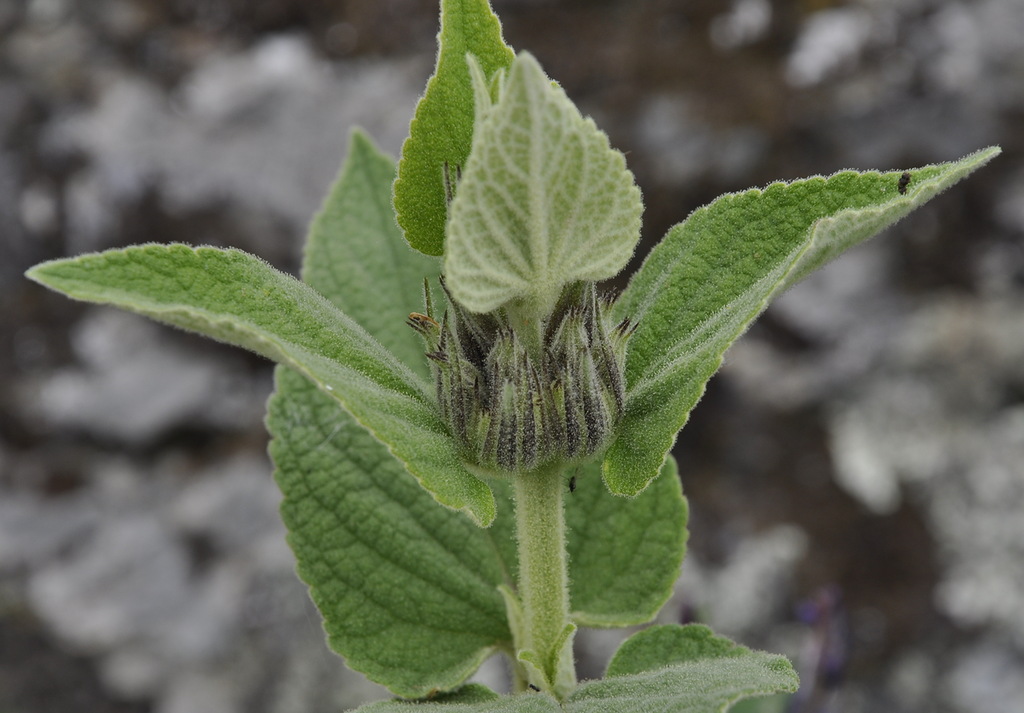 Изображение особи Phlomis samia.